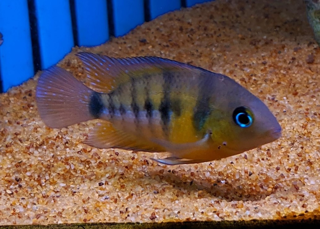 Cutter's Blue Eye Cichlid Cryptoheros cutteri