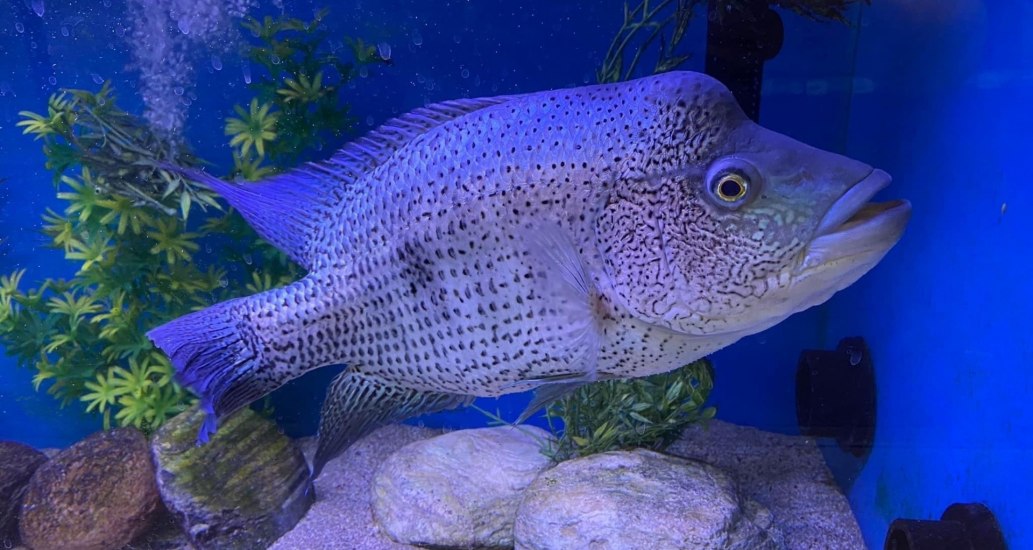 Wolf CichlidParachromis dovii