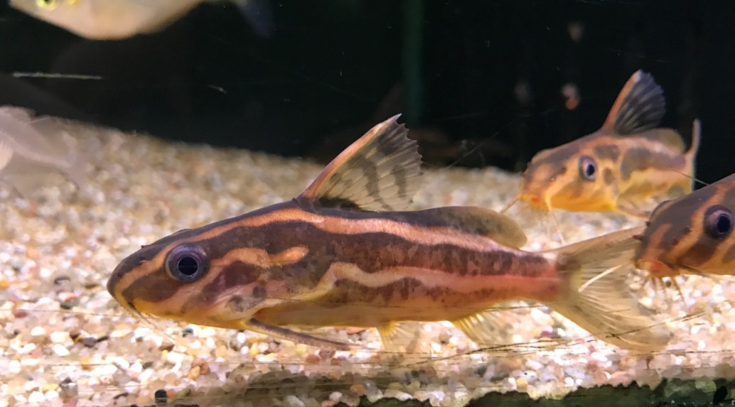 Orangestriped CatfishSynodontis flavitaeniatus