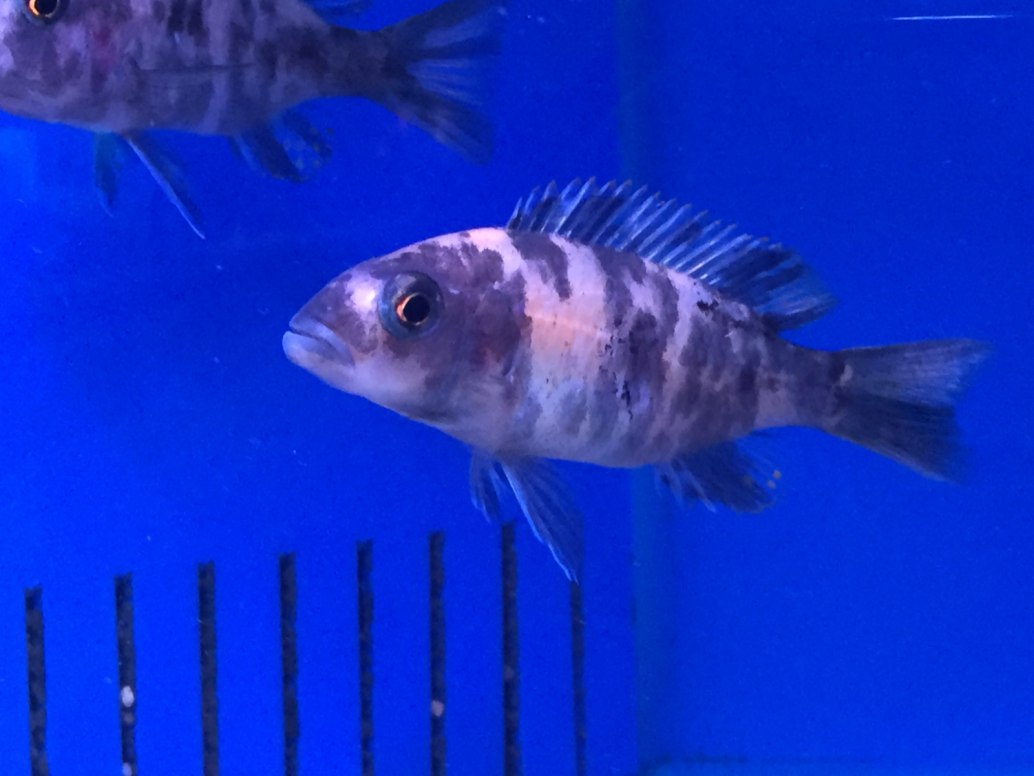 Electric Blue HapSciaenochromis fryeri