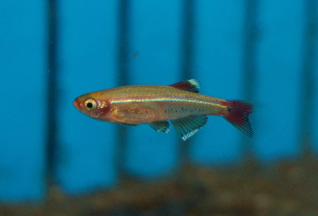 White Cloud Mountain MinnowTanichthys albonubes