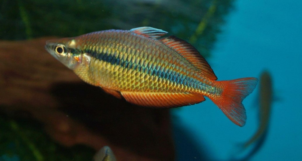 Melanotaenia herbertaxelrodi