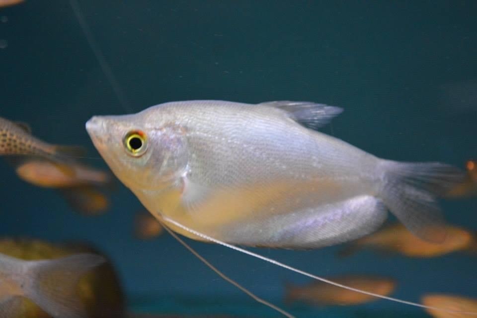 Moonlight GouramiTrichopodus microlepis