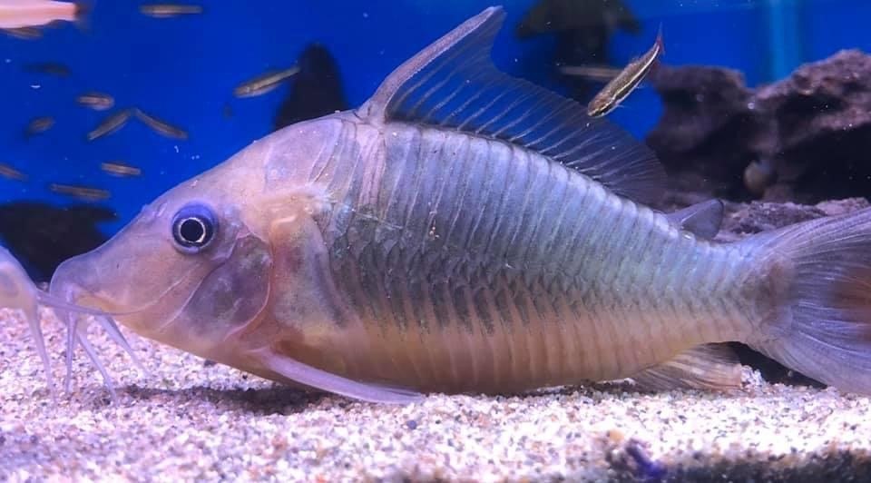 Bryconamericus multiradiatus