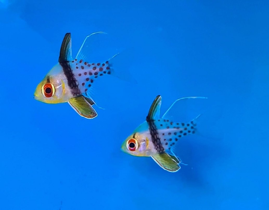 Pyjama Cardinalfish-Sphaeramia nematoptera