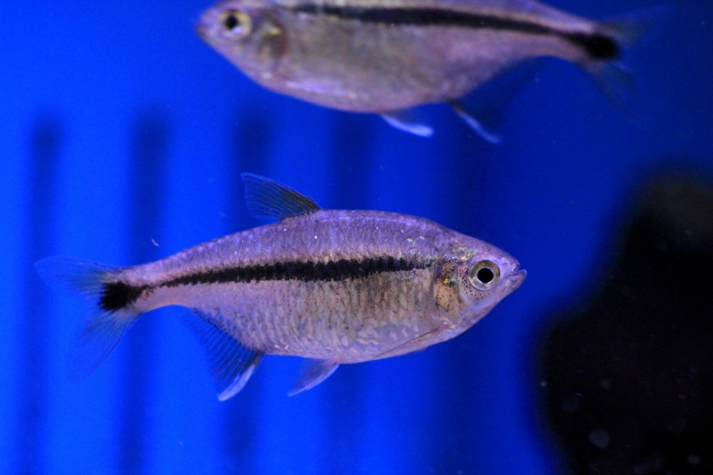 Blackline Tetra Hyphessobrycon scholzei
