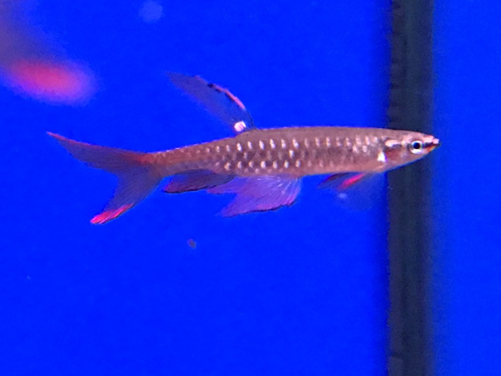 Splash TetraCopella arnoldi