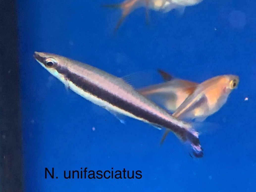 Hockeystick PencilfishNannostomus eques