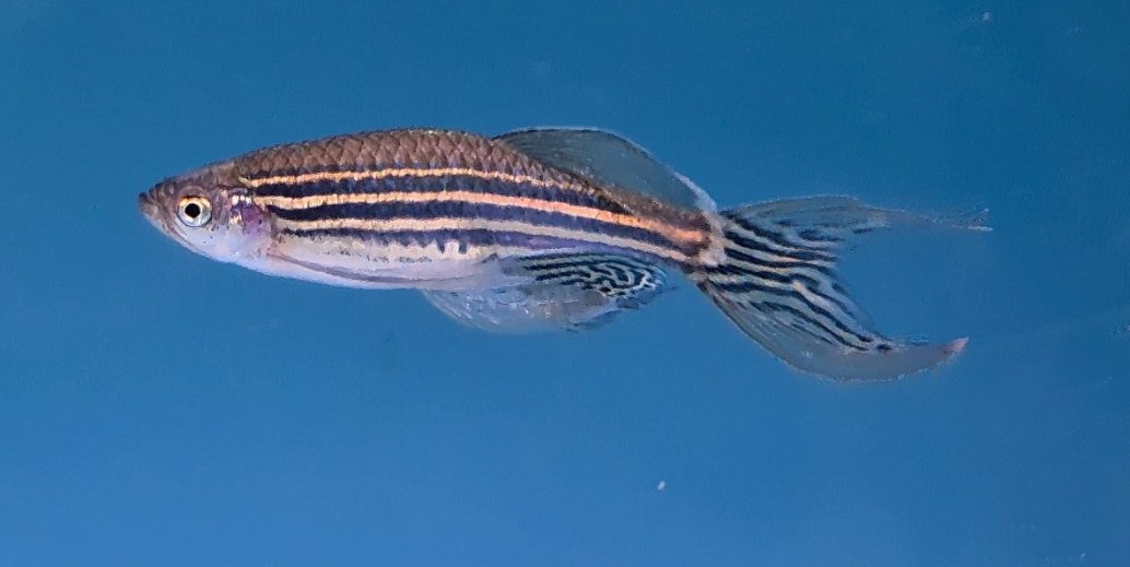 Zebra DanioDanio rerio