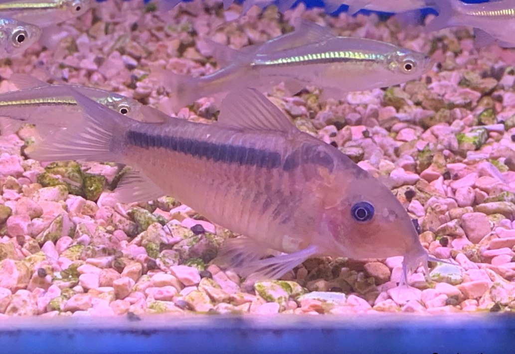 Black Band CoryCorydoras zygatus