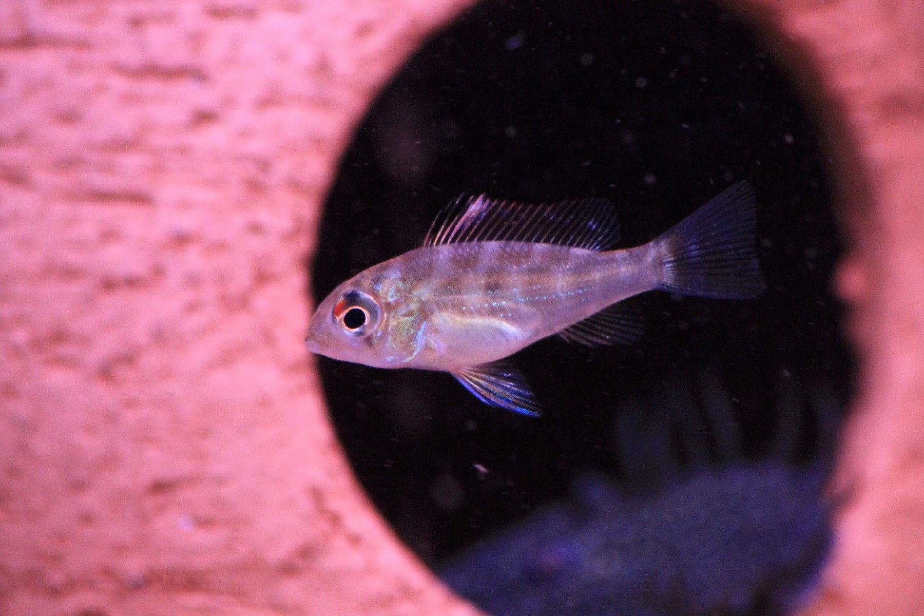 Threadfin AcaraAcarichthys heckelii