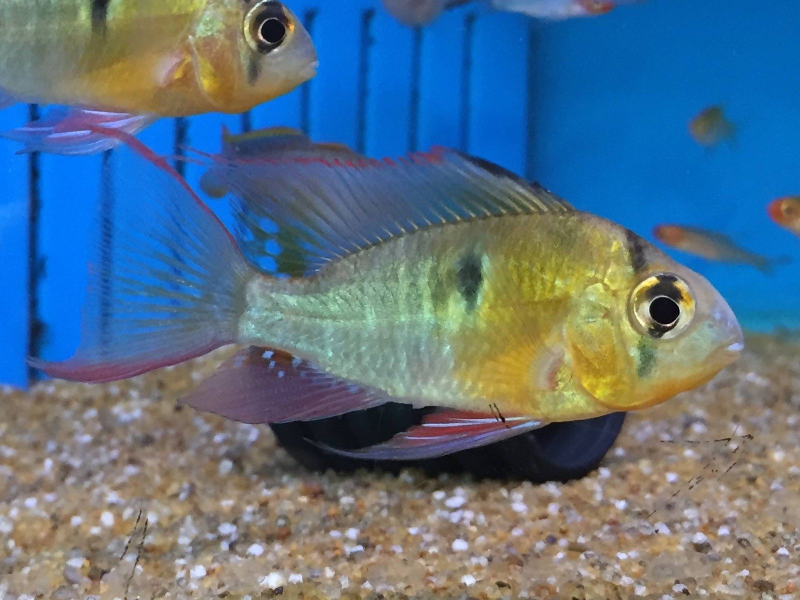 Bolivian RamMikrogeophagus altispinosus