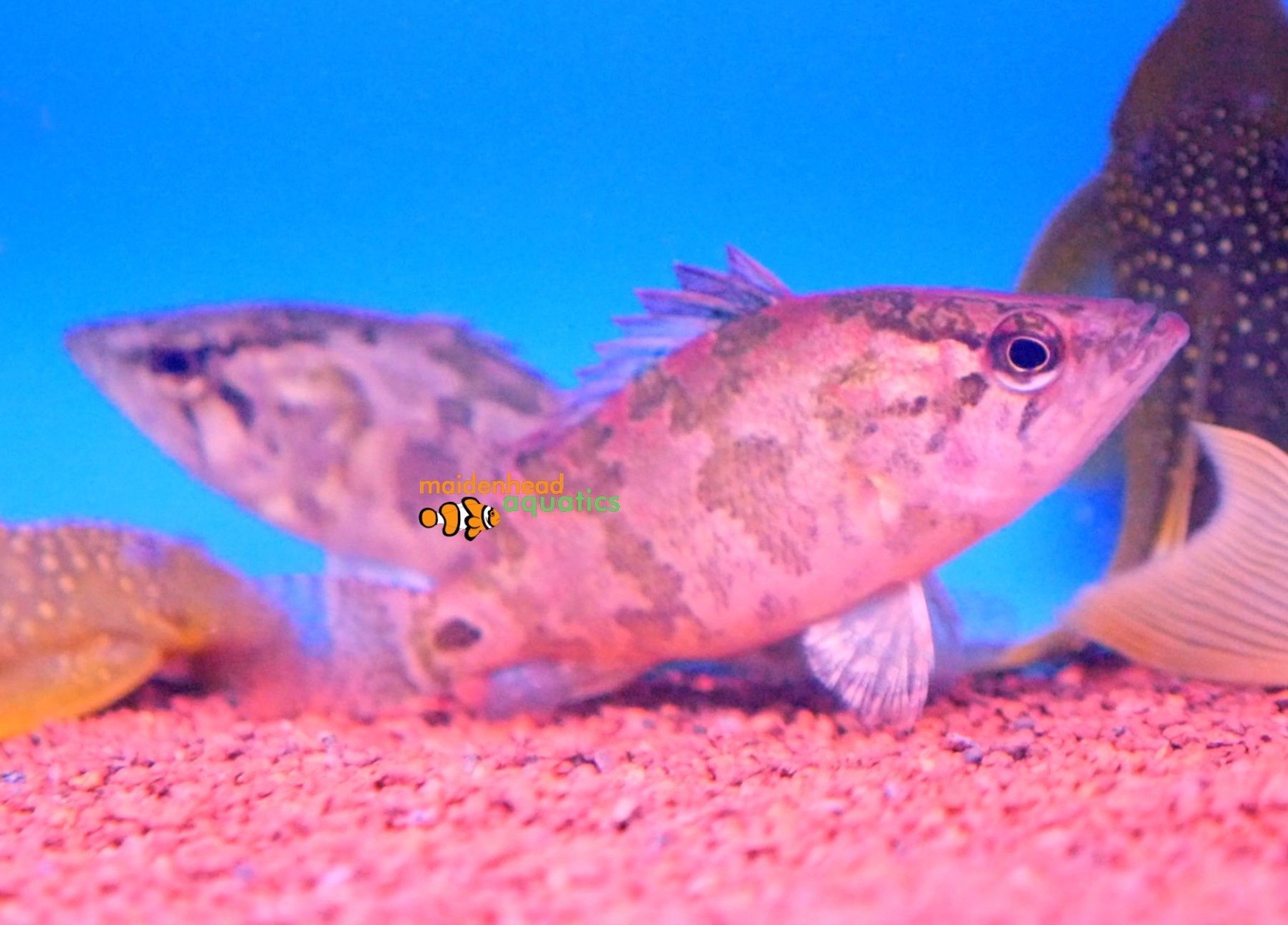 Asian Leaf FishNandus nandus
