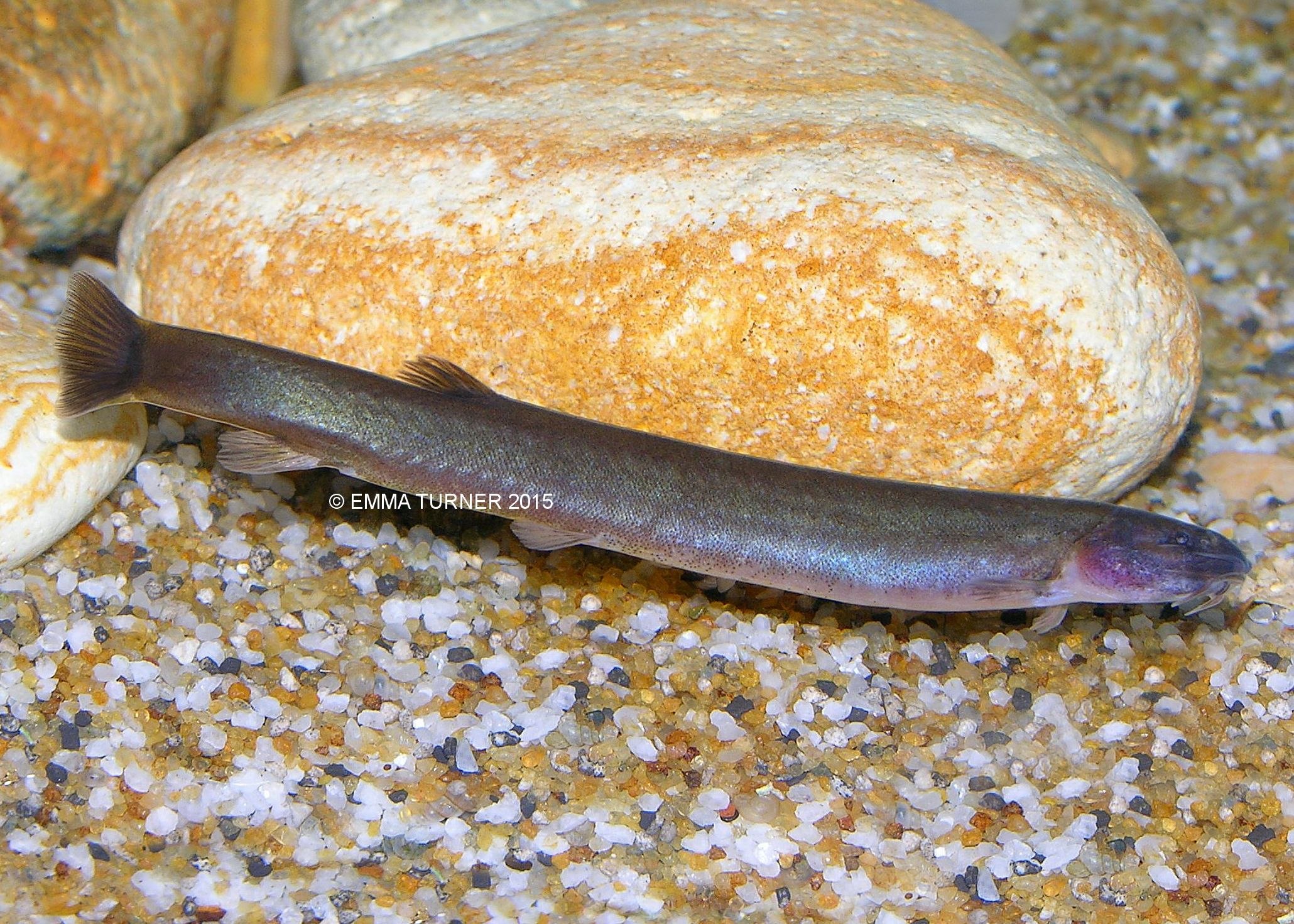 Black Kuhli LoachPangio oblonga