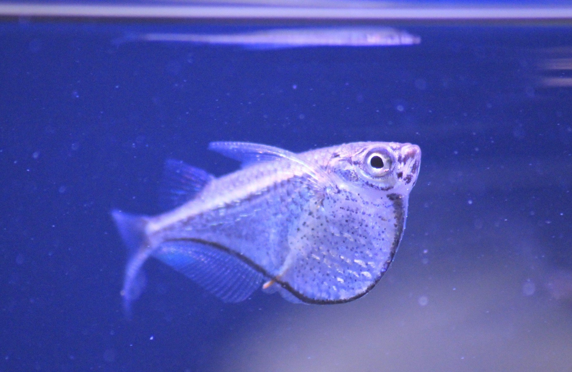 Blackwinged HatchetfishCarnegiella marthae