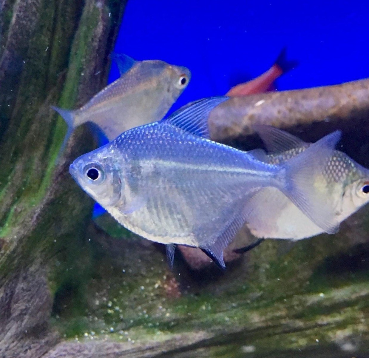 Brachychalcinus orbicularis