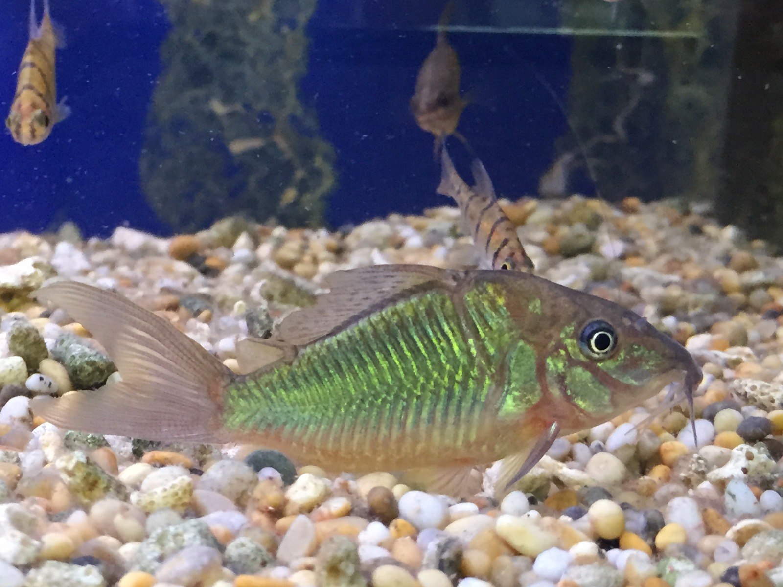 Emerald CatfishBrochis splendens