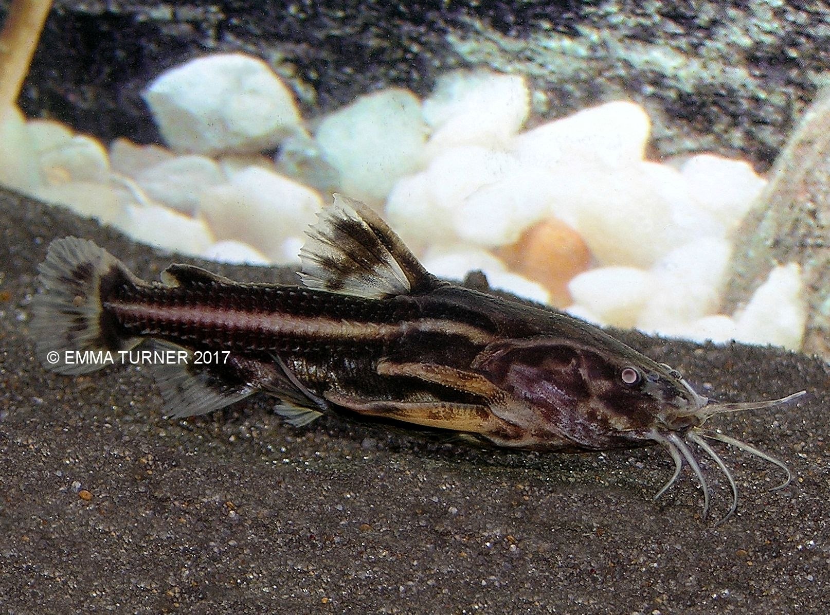 Chocolate Talking CatfishAcanthodoras cataphractus