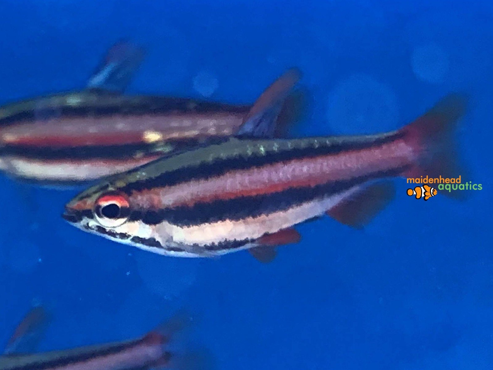 Coral Red PencilfishNannostomus mortenthaleri