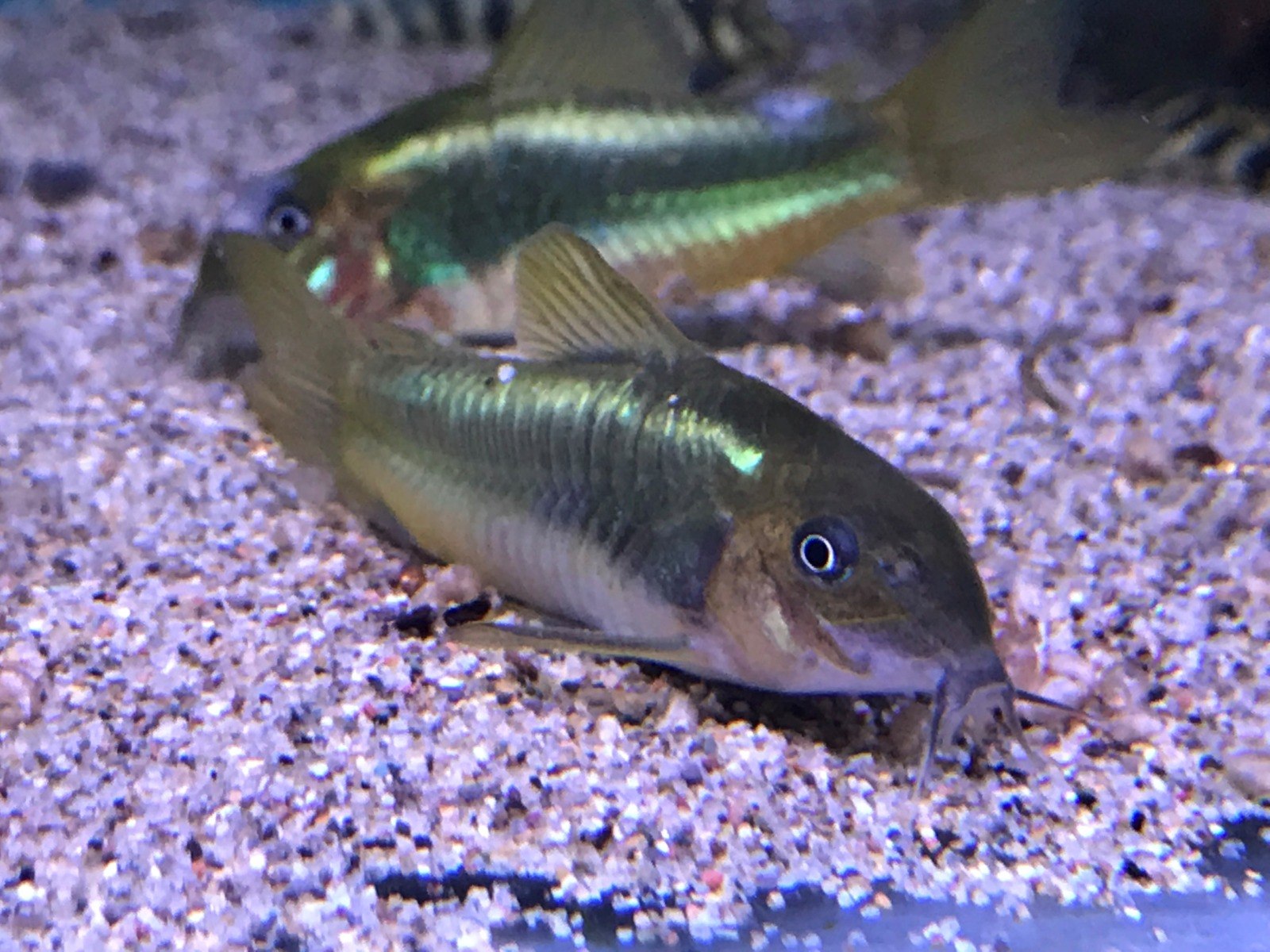 Green Laser Cory-CW009-Corydoras peru green stripe