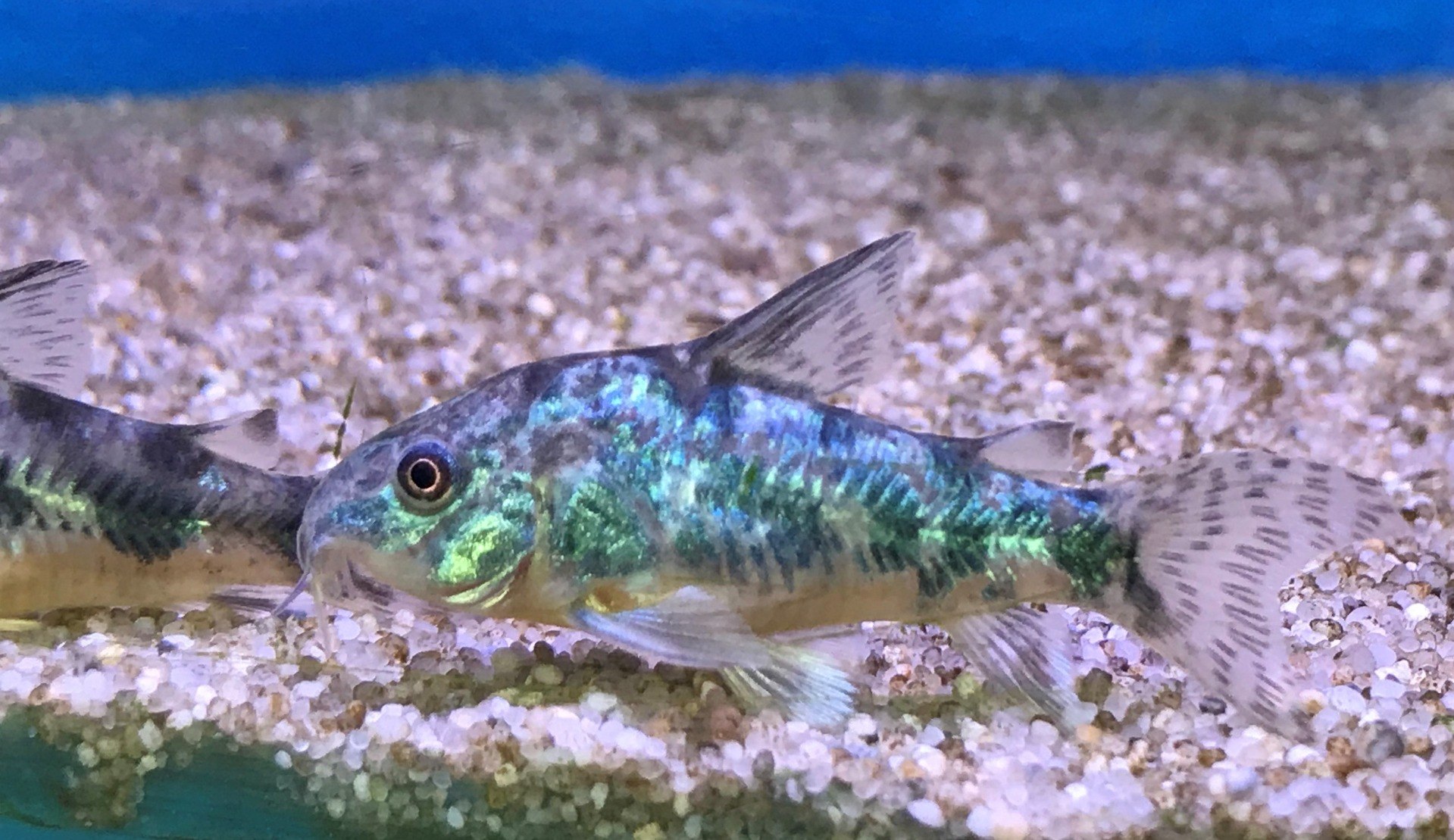 Peppered CoryCorydoras paleatus