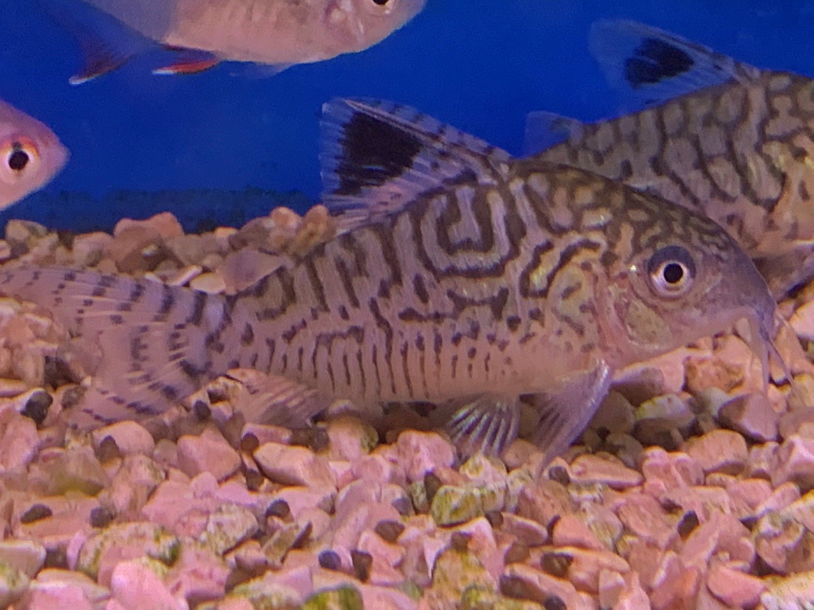 Network CoryCorydoras reticulatus