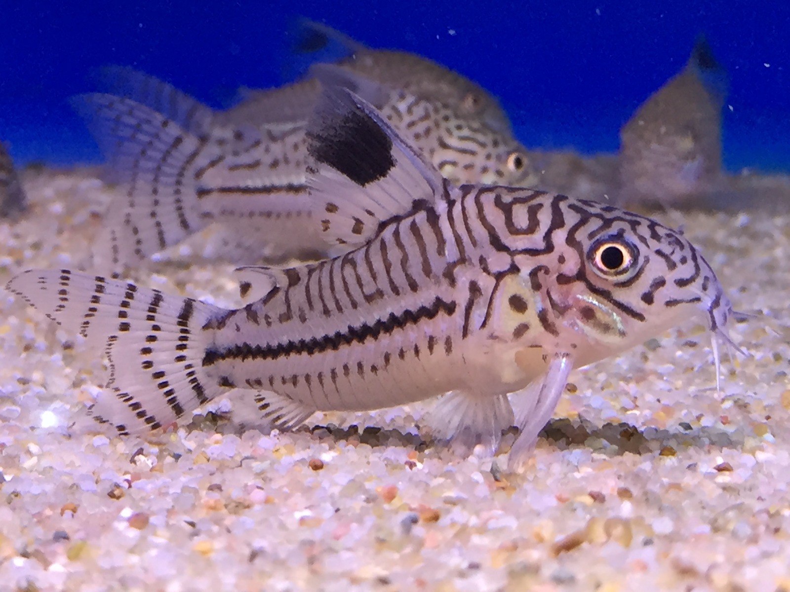 Threelined CoryCorydoras trilineatus