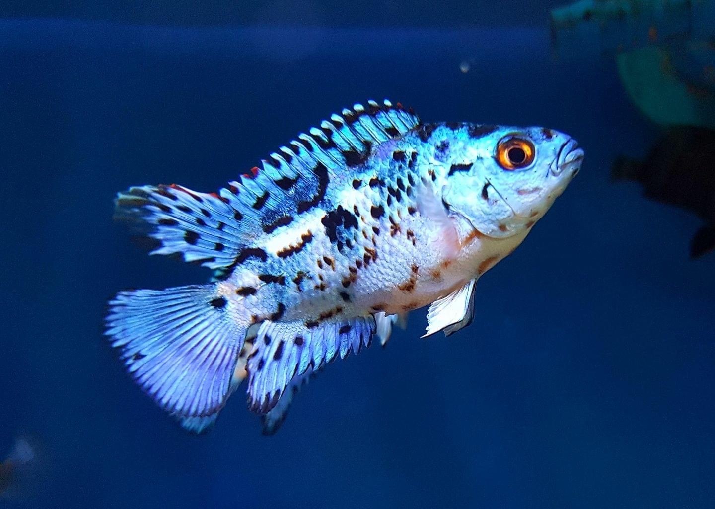 Electric Blue DempseyRocio octofasciata