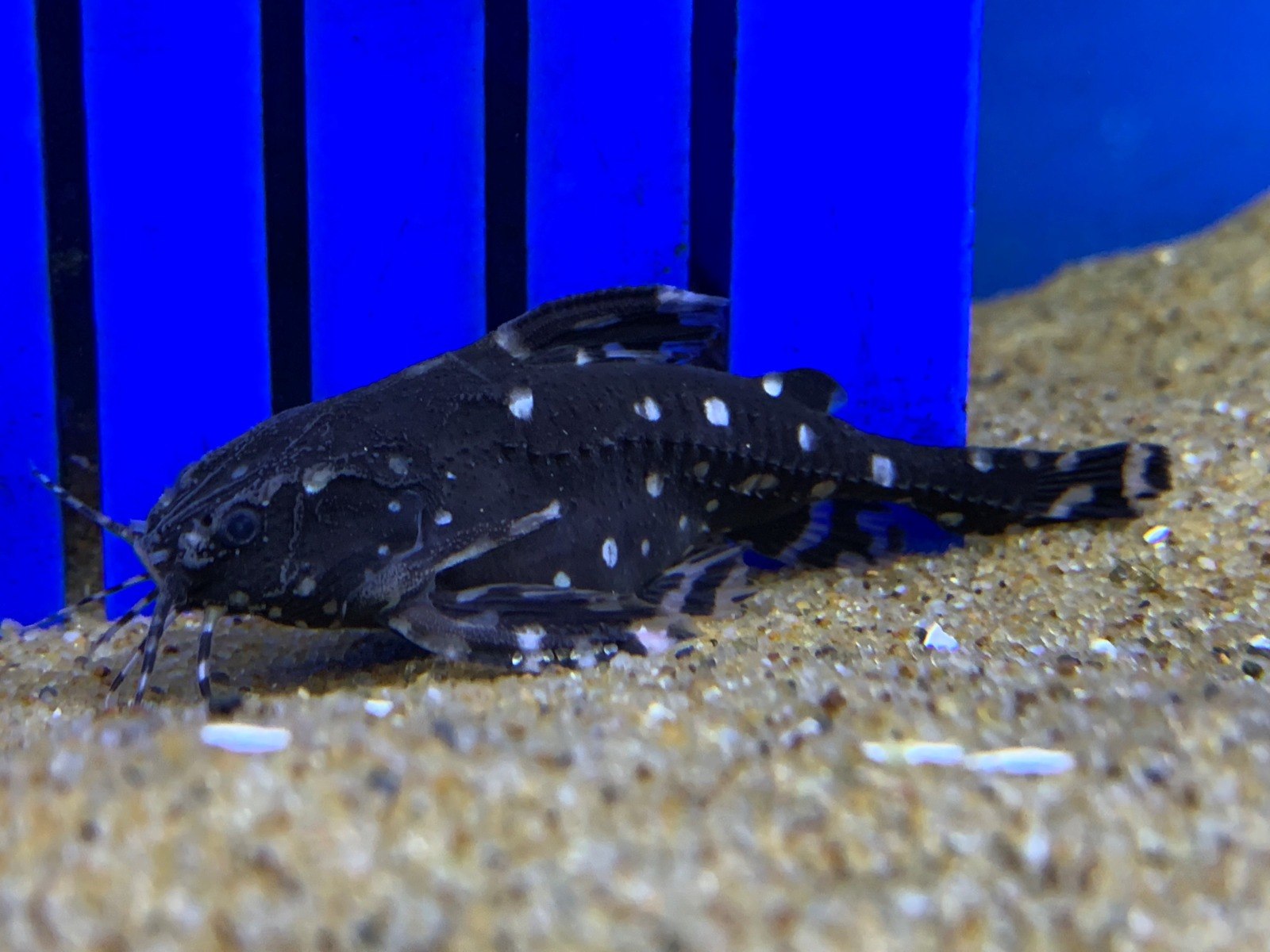 Spotted Talking CatfishAgamyxis pectinifrons