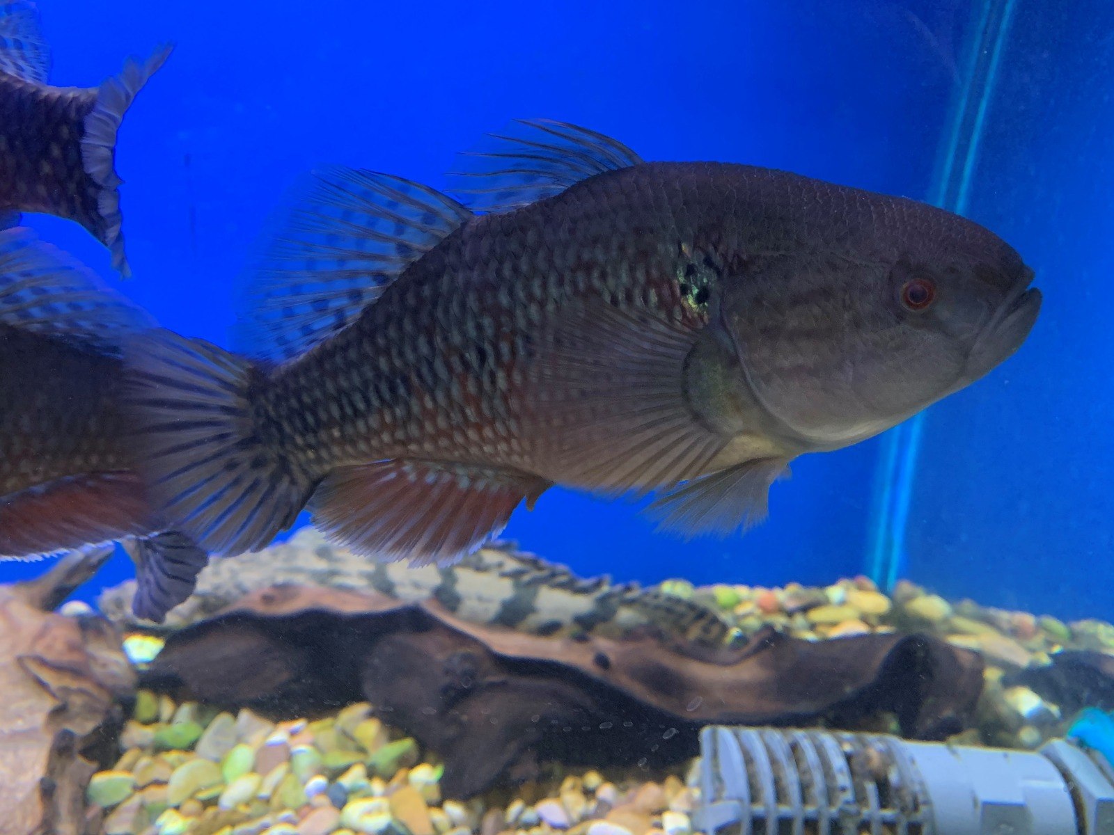 Jade Sleeper Goby-Dormitator maculatus