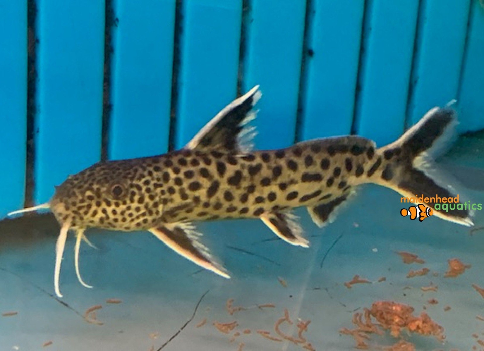 Dwarf Petricola CatfishSynodontis lucipinnis
