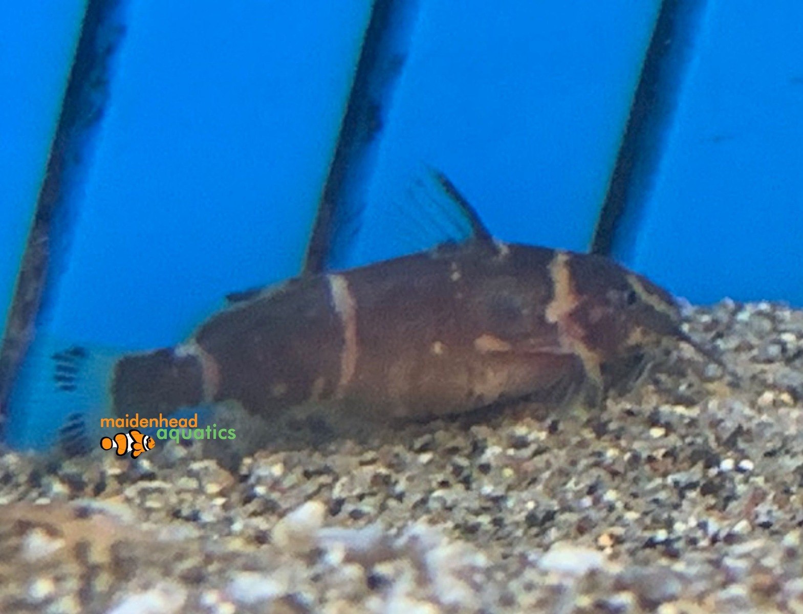 Dwarf Synodontis CatfishMicrosynodontis batesii