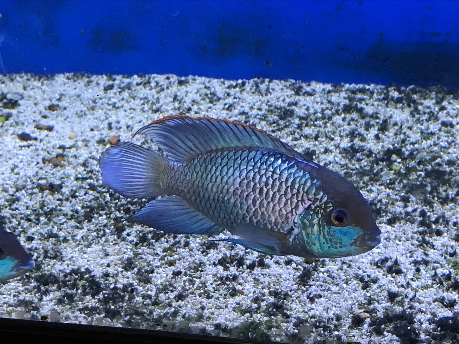 Electric Blue AcaraAndinoacara pulcher