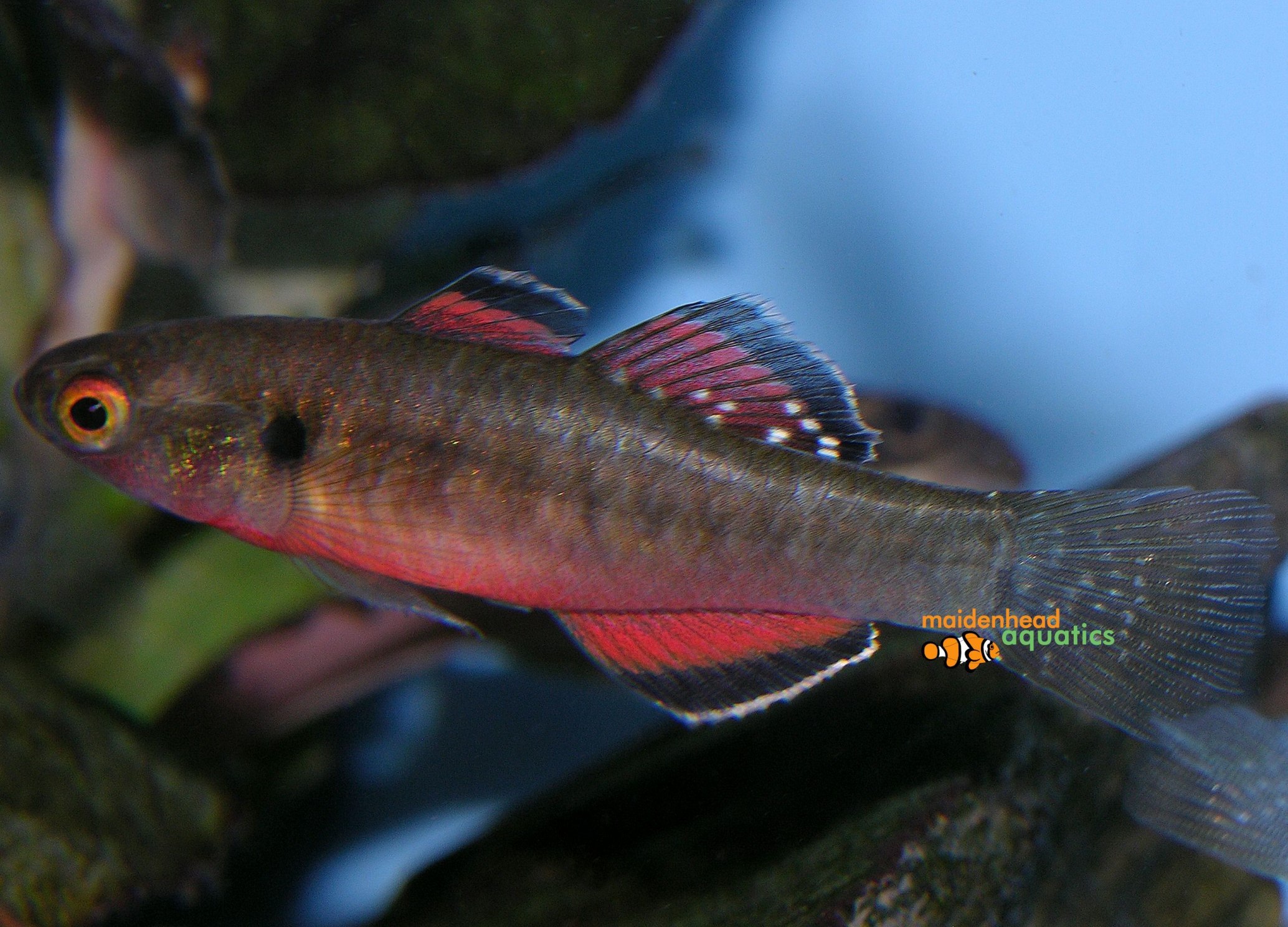 Empire GudgeonHypseleotris compressa