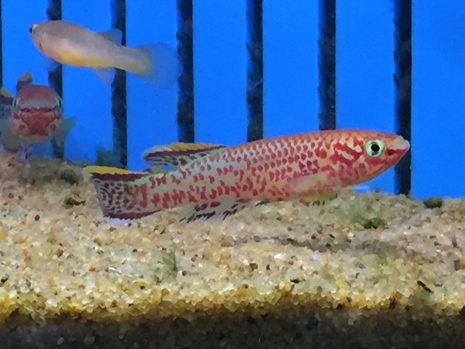 Steel Blue KillifishFundulopanchax gardneri