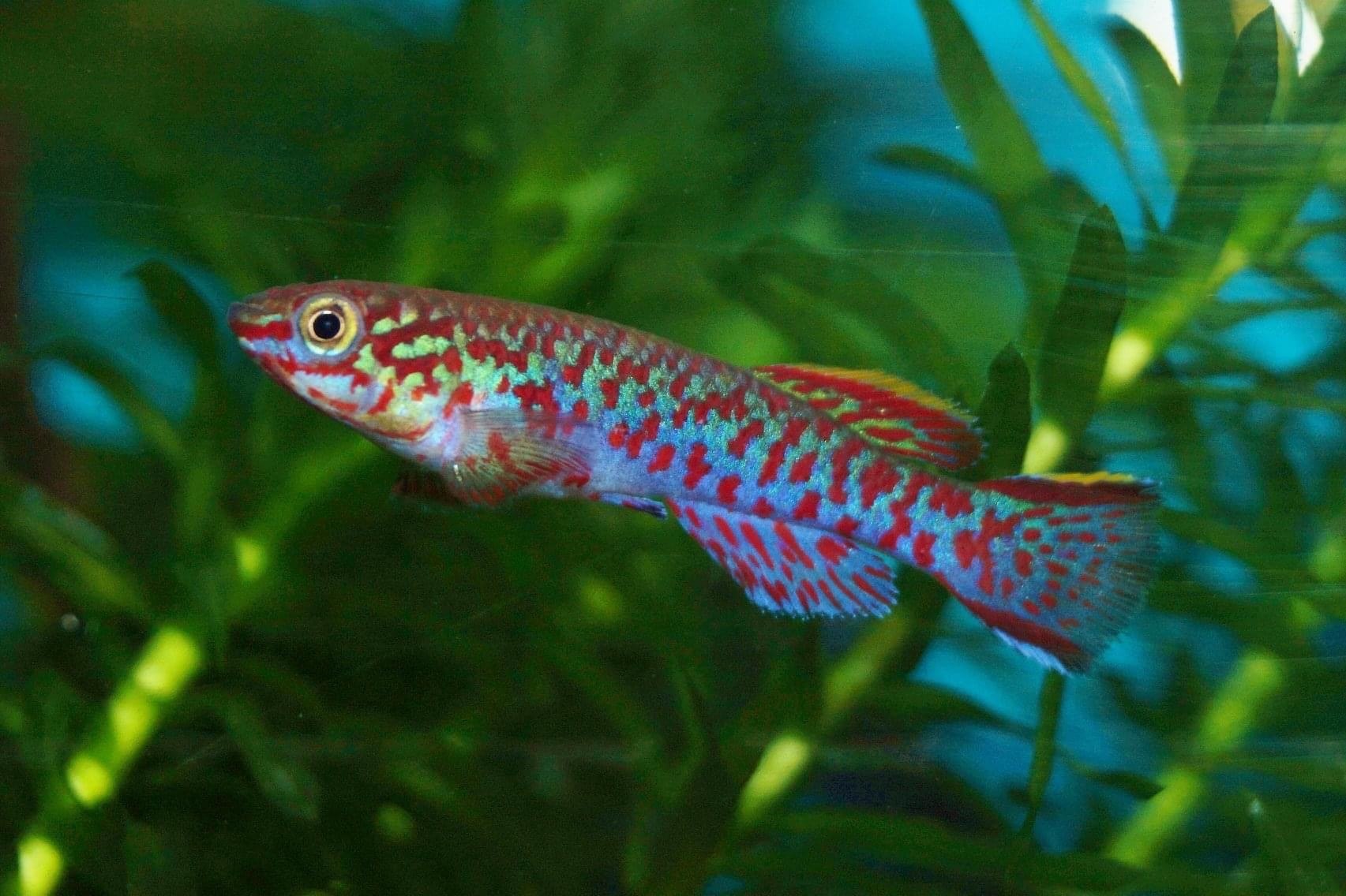 Steel Blue KillifishFundulopanchax gardneri