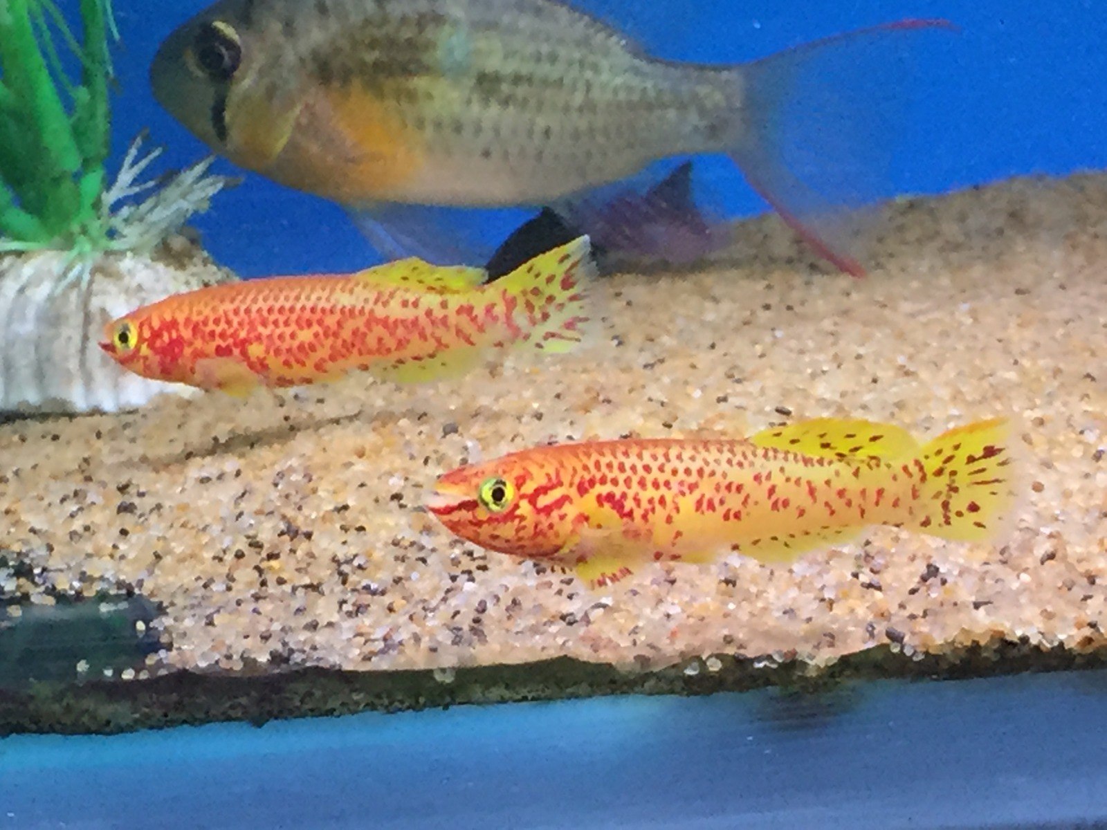 Steel Blue KillifishFundulopanchax gardneri