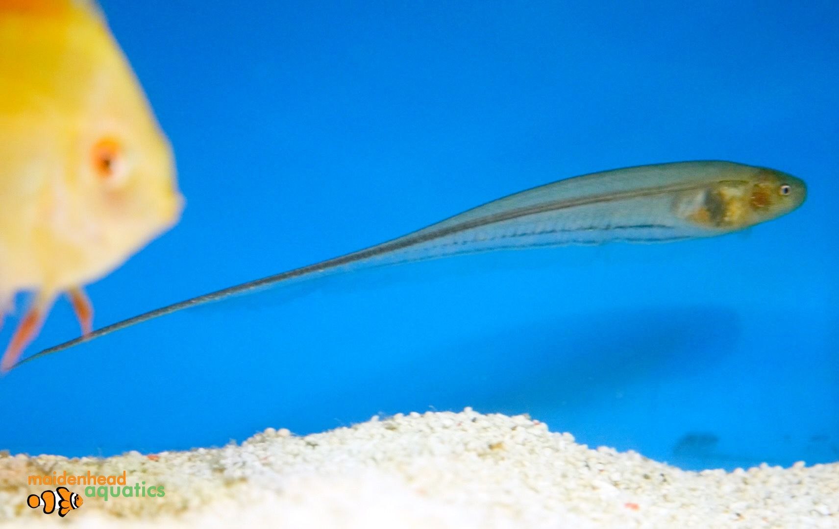 Glass KnifefishEigenmannia virescens