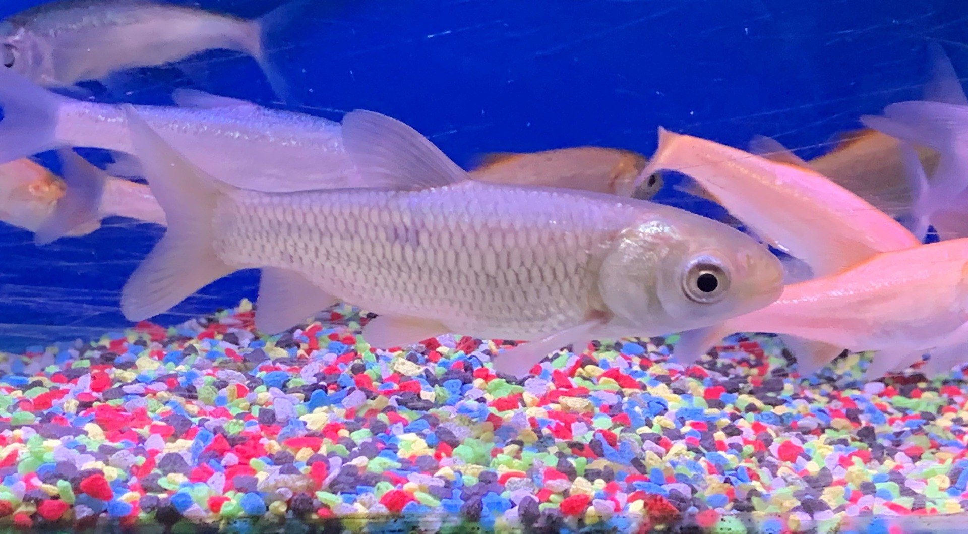 Grass CarpCtenopharyngodon idella