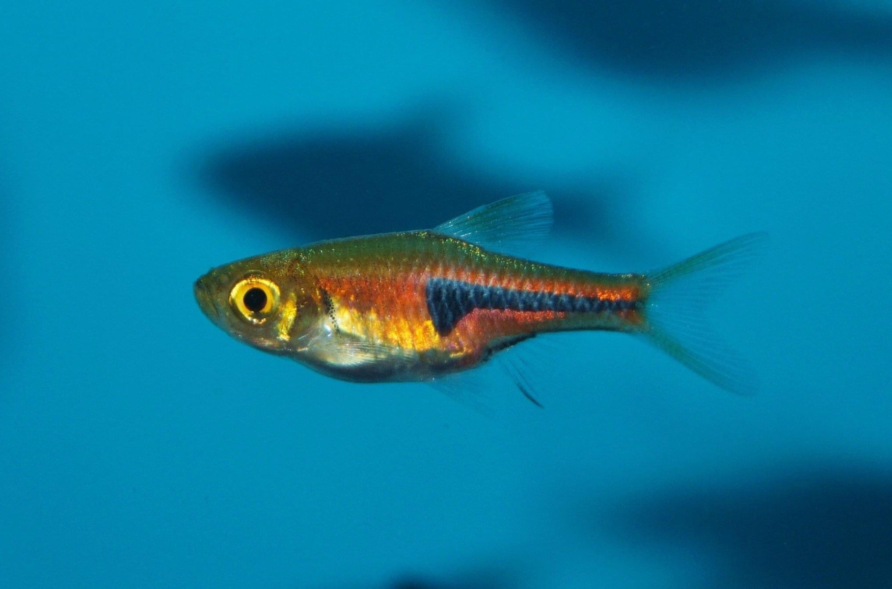 Copper HarlequinTrigonostigma espei