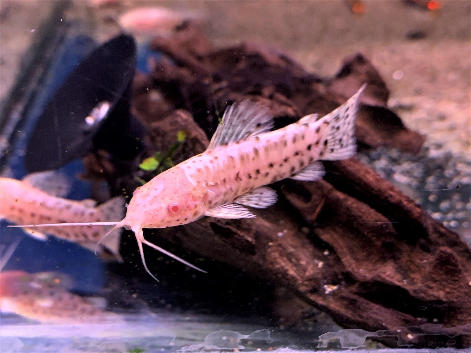 Hoplo CatfishMegalechis thoracata