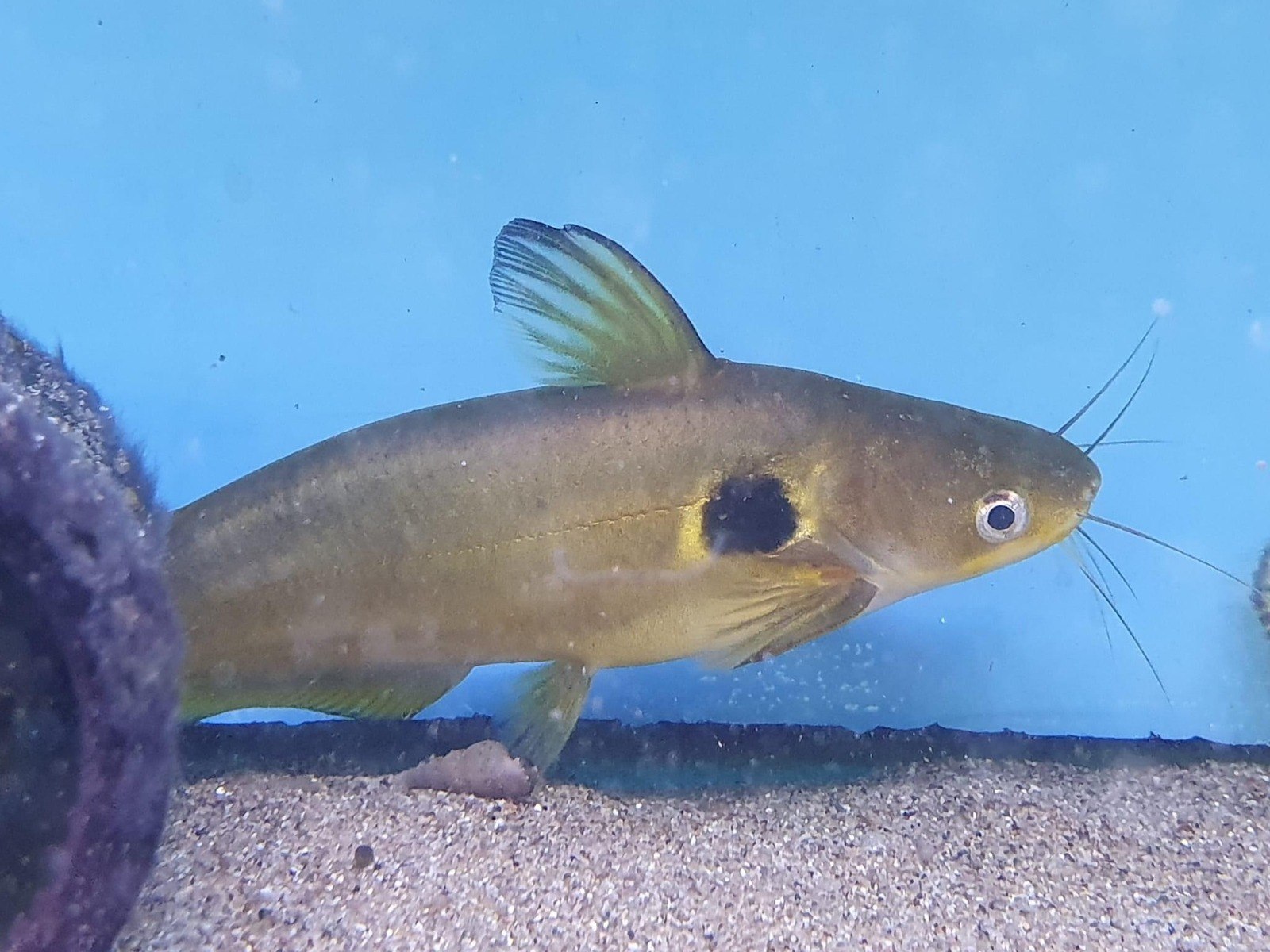Asian Sun CatfishHorabagrus brachysoma