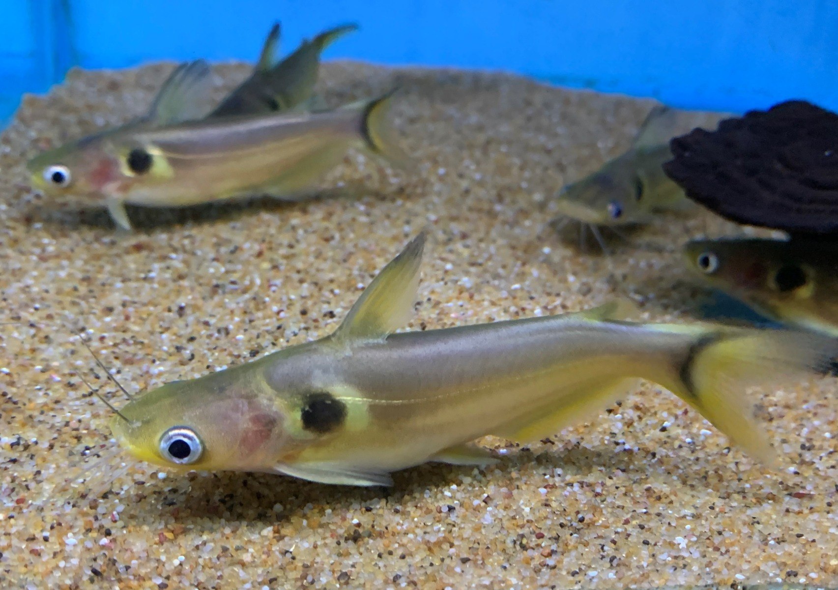 Asian Sun CatfishHorabagrus brachysoma