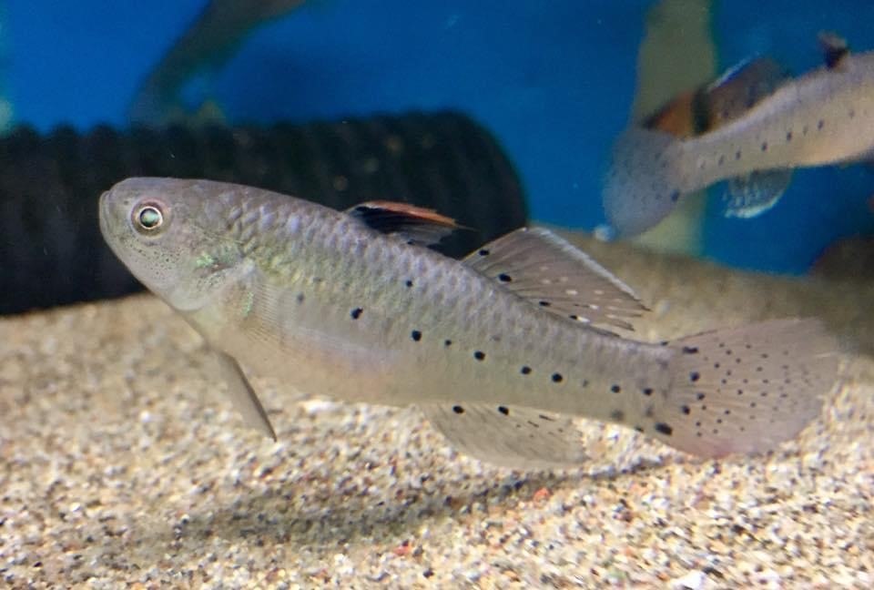 Knight GobyStigmatogobius sadanundio