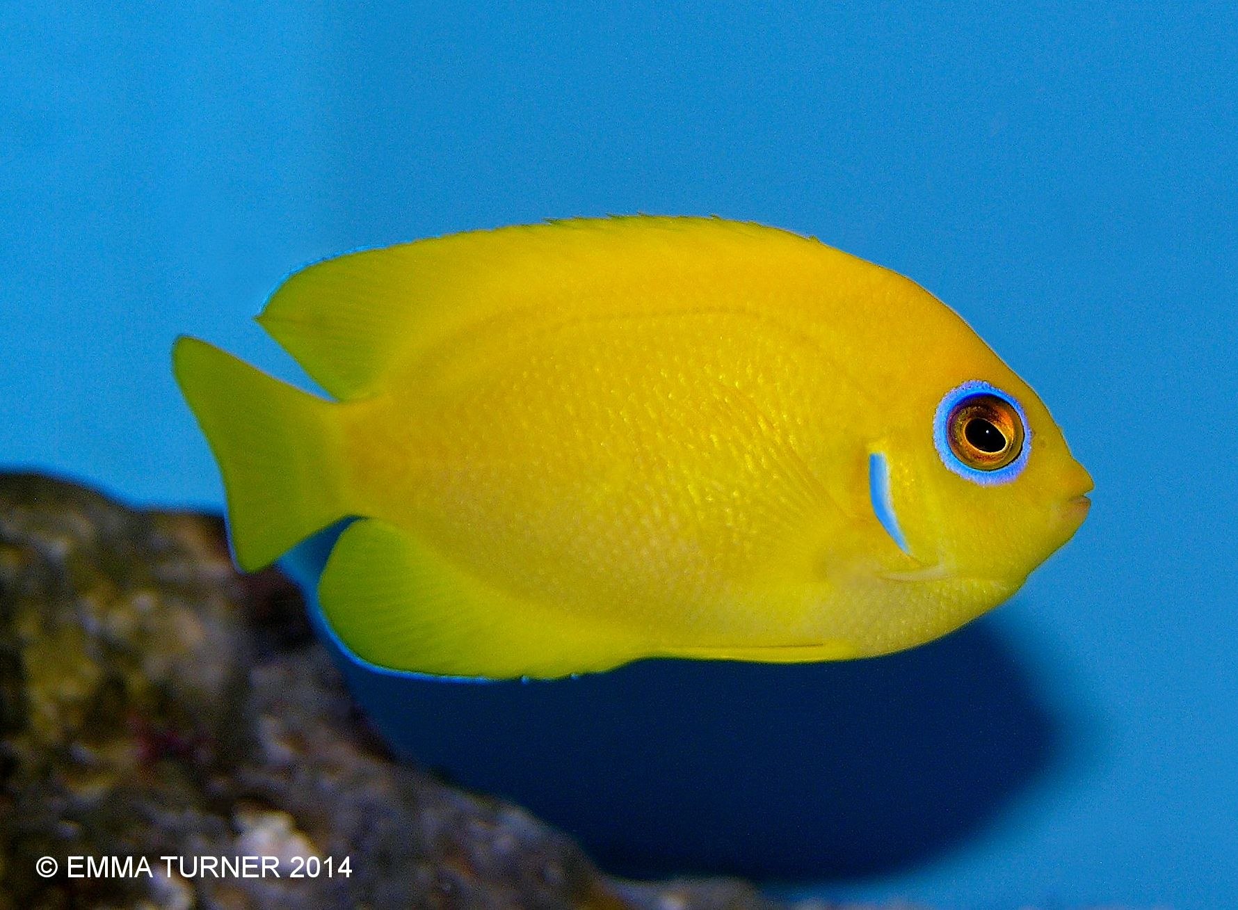 Lemonpeel AngelfishCentropyge flavissima