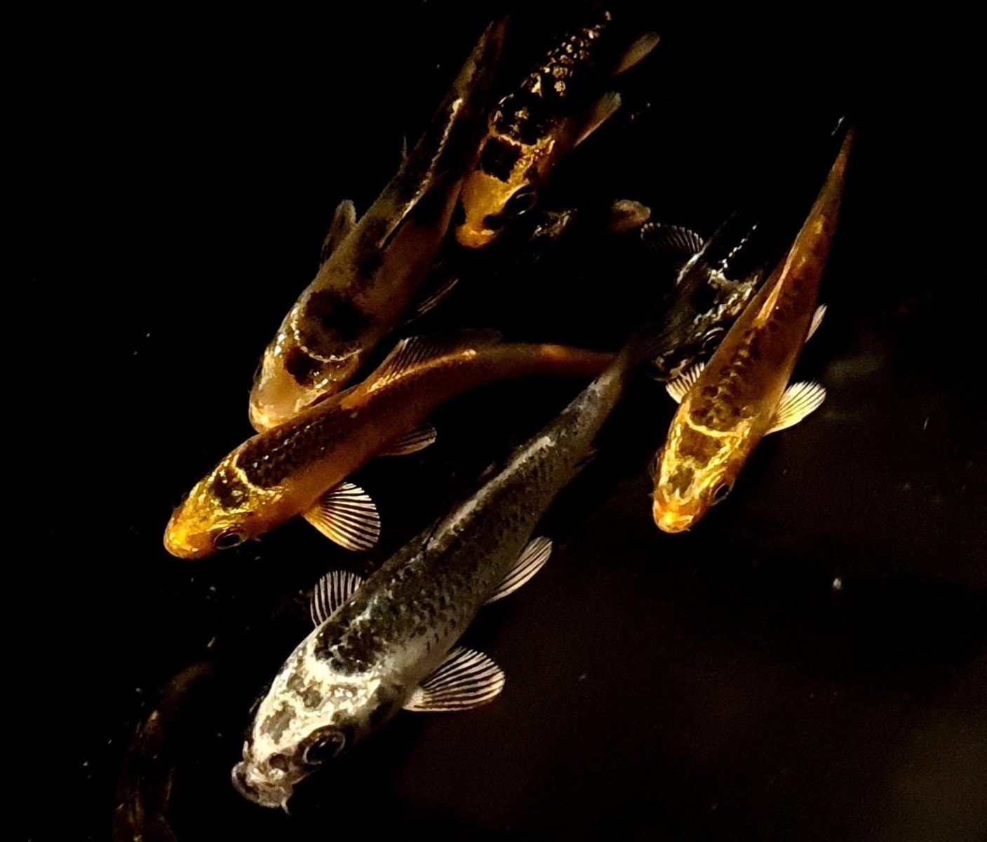 Ghost Koi-Cyprinus carpio hybrid