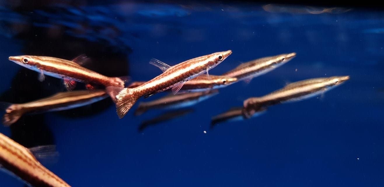 Hockeystick PencilfishNannostomus eques