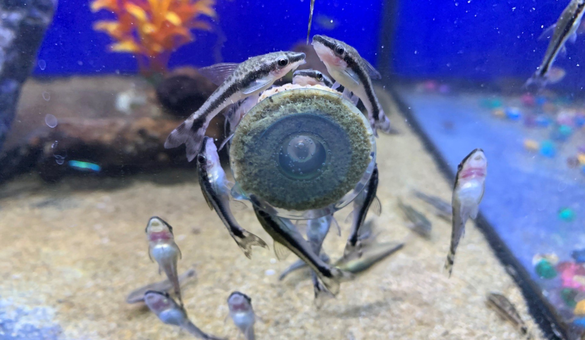 Dwarf Suckermouth CatfishOtocinclus affinis