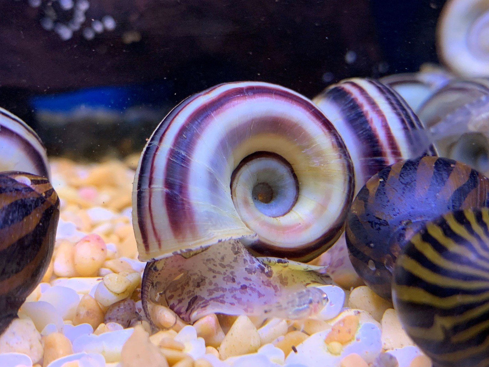 Colombian Giant Ramshorn SnailMarisa cornuarietis