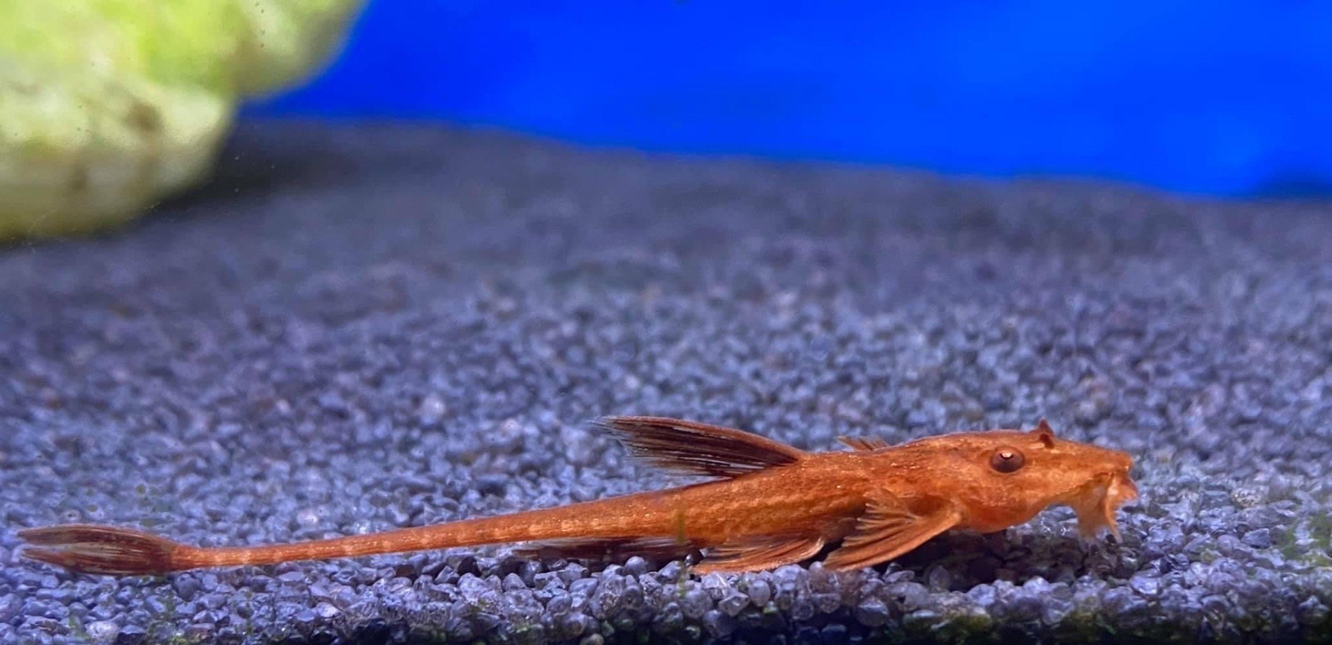 Red Whiptail CatfishL010ARineloricaria